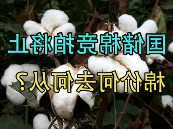 中粮期货：国储棉竞拍将止 棉价何去何从？