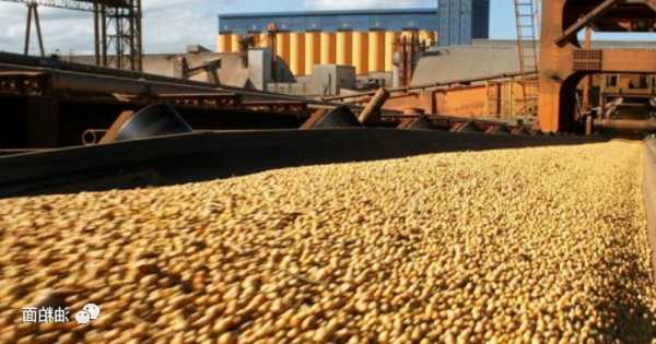 大豆创八月新高，豆粕因需求强劲而攀升